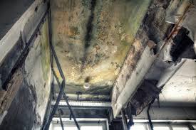 Best Mold Damage Restoration  in Elkin, NC